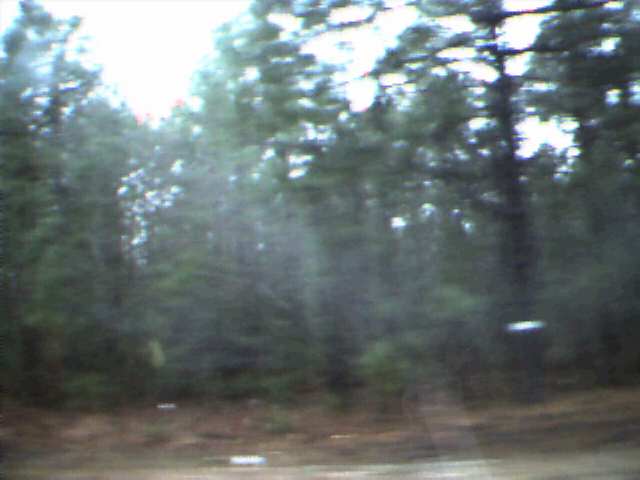 trip035-forest.jpg