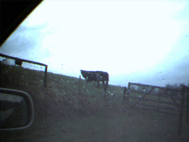 trip31-cows.jpg