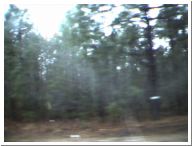 trip035-forest.jpg