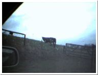 trip31-cows.jpg